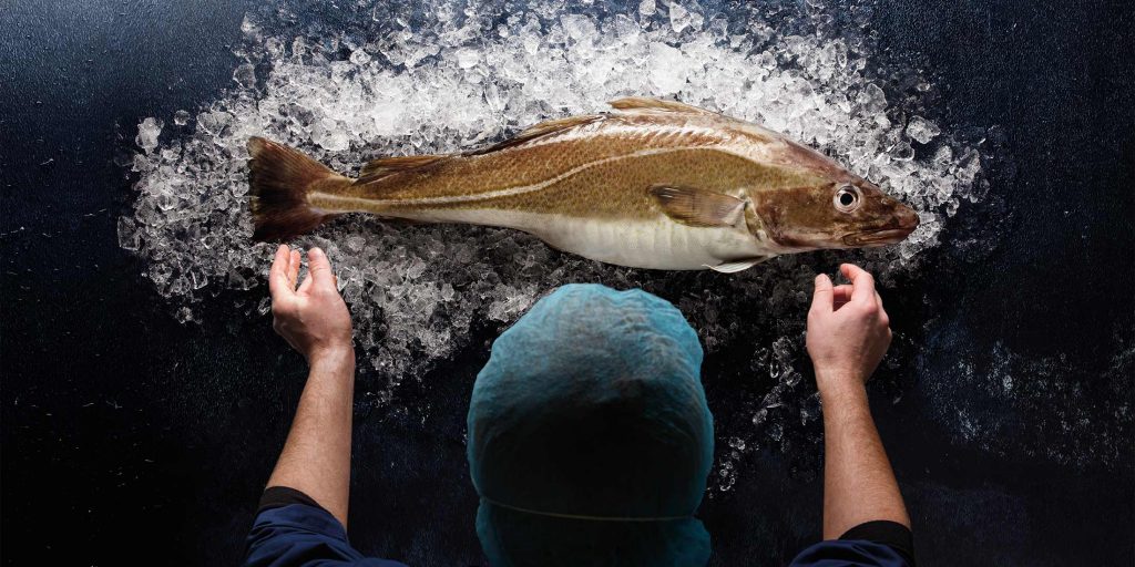 The Indonesia Deepwater Groundfish.