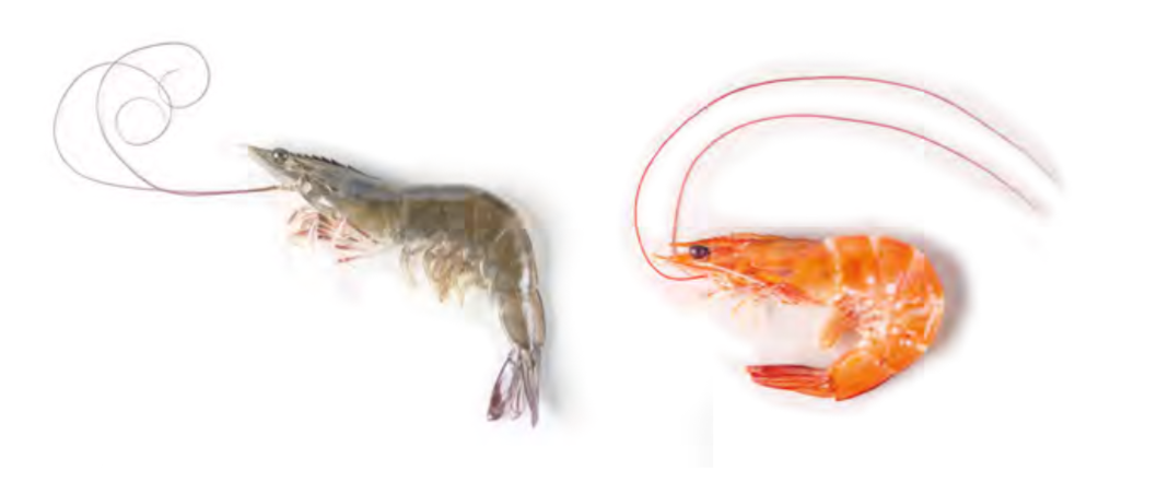 COVID-19 vs Vietnam Shrimps Industry - LP Foods Pte Ltd