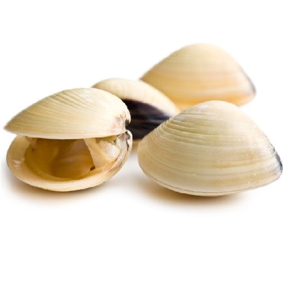 white clam