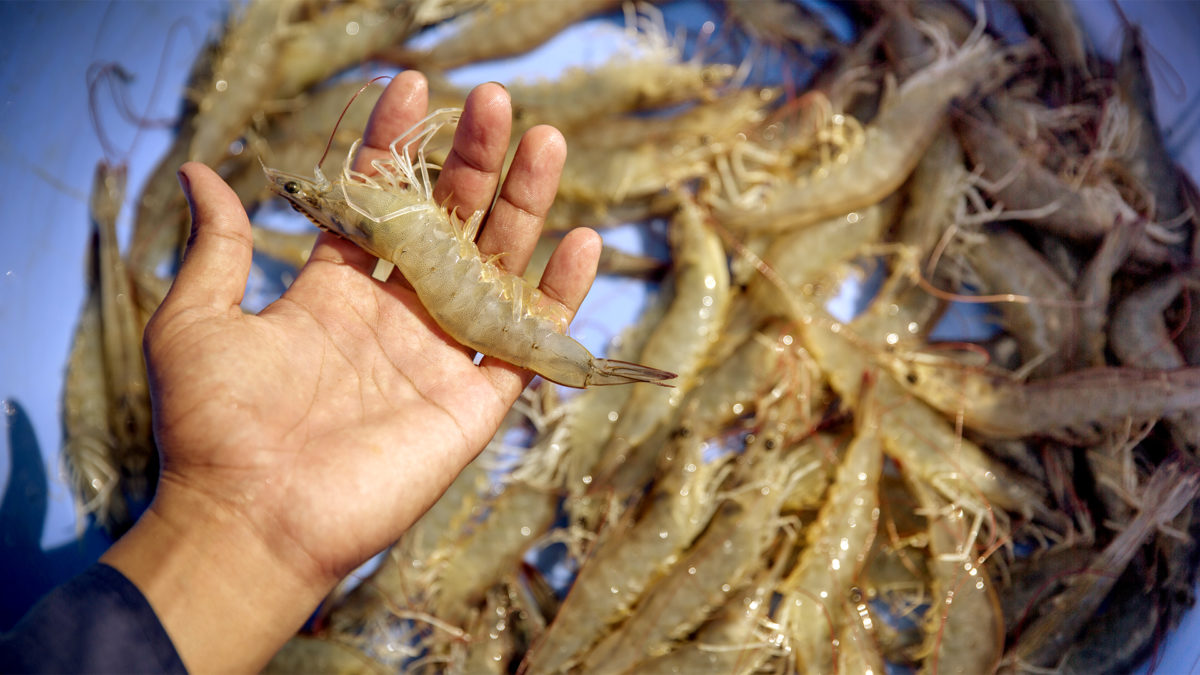 Export Difficulty The Skyrocketing Cost of Ocean Freight Making Shrimp Export Difficult