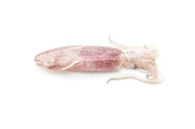 fresh-octopus-squids-raw-smaill